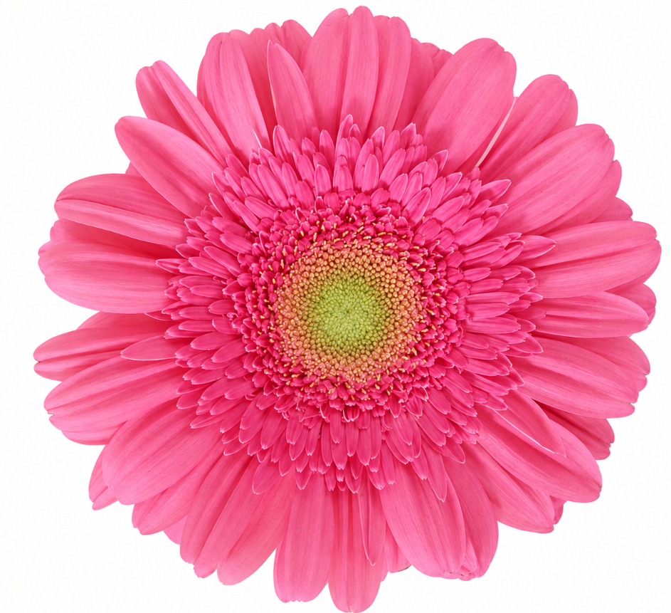 Pink Gerbera Daisies