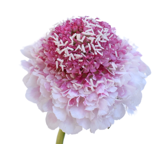 Pink Scabiosa