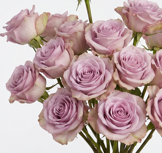 Star Platinum Lavender Roses