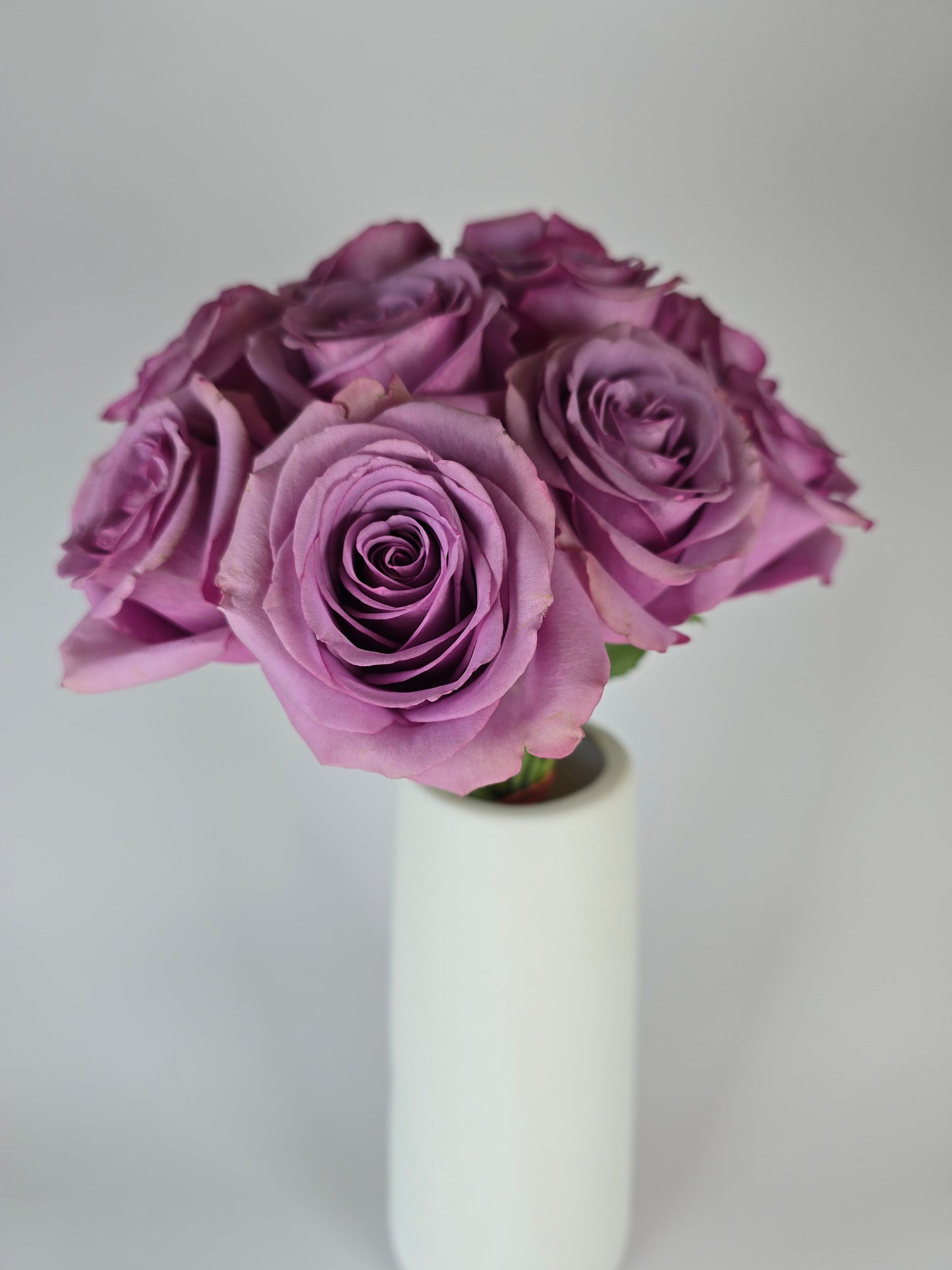 Cool Water Lavender Rose