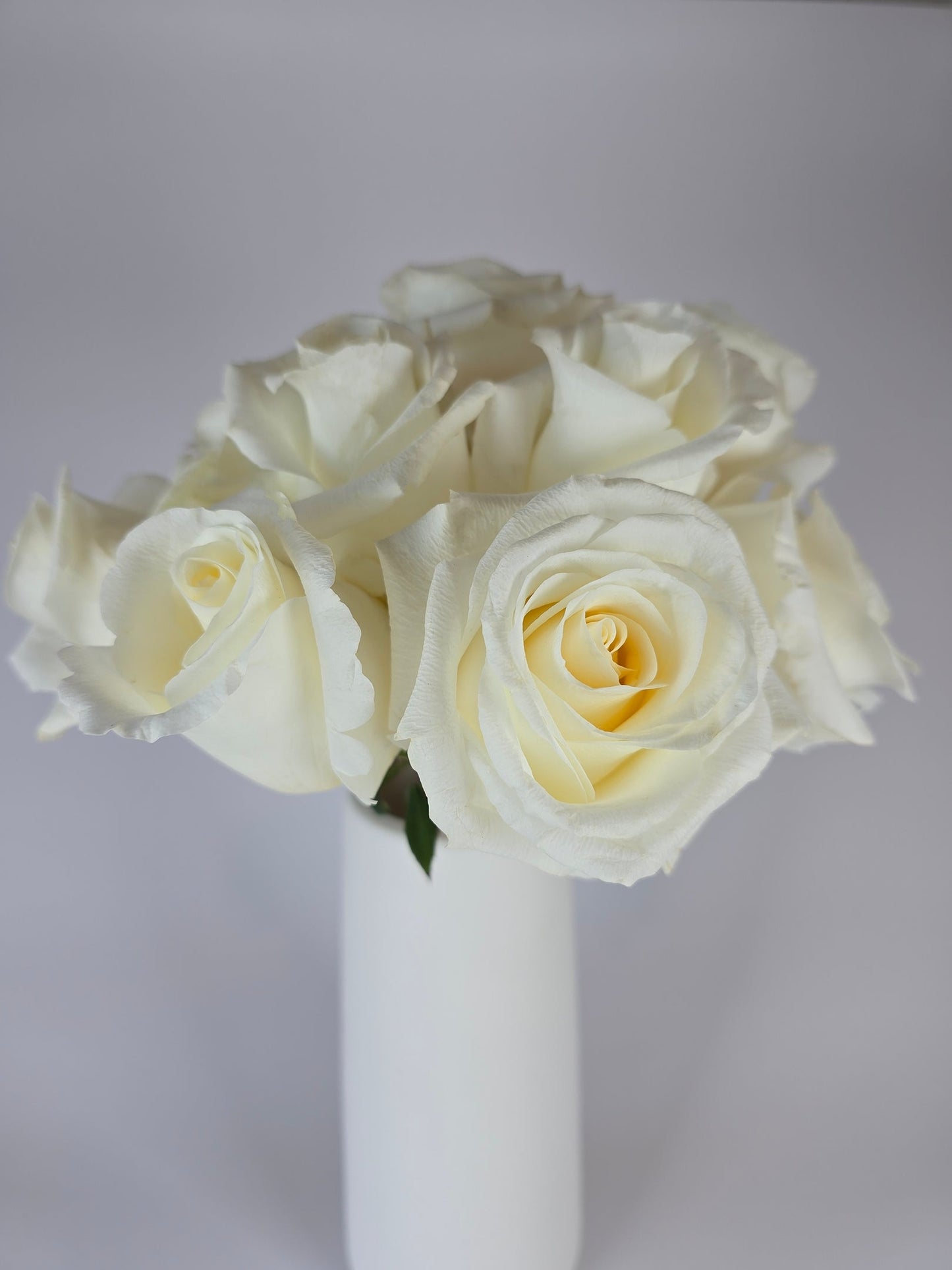 Blizzard White Rose