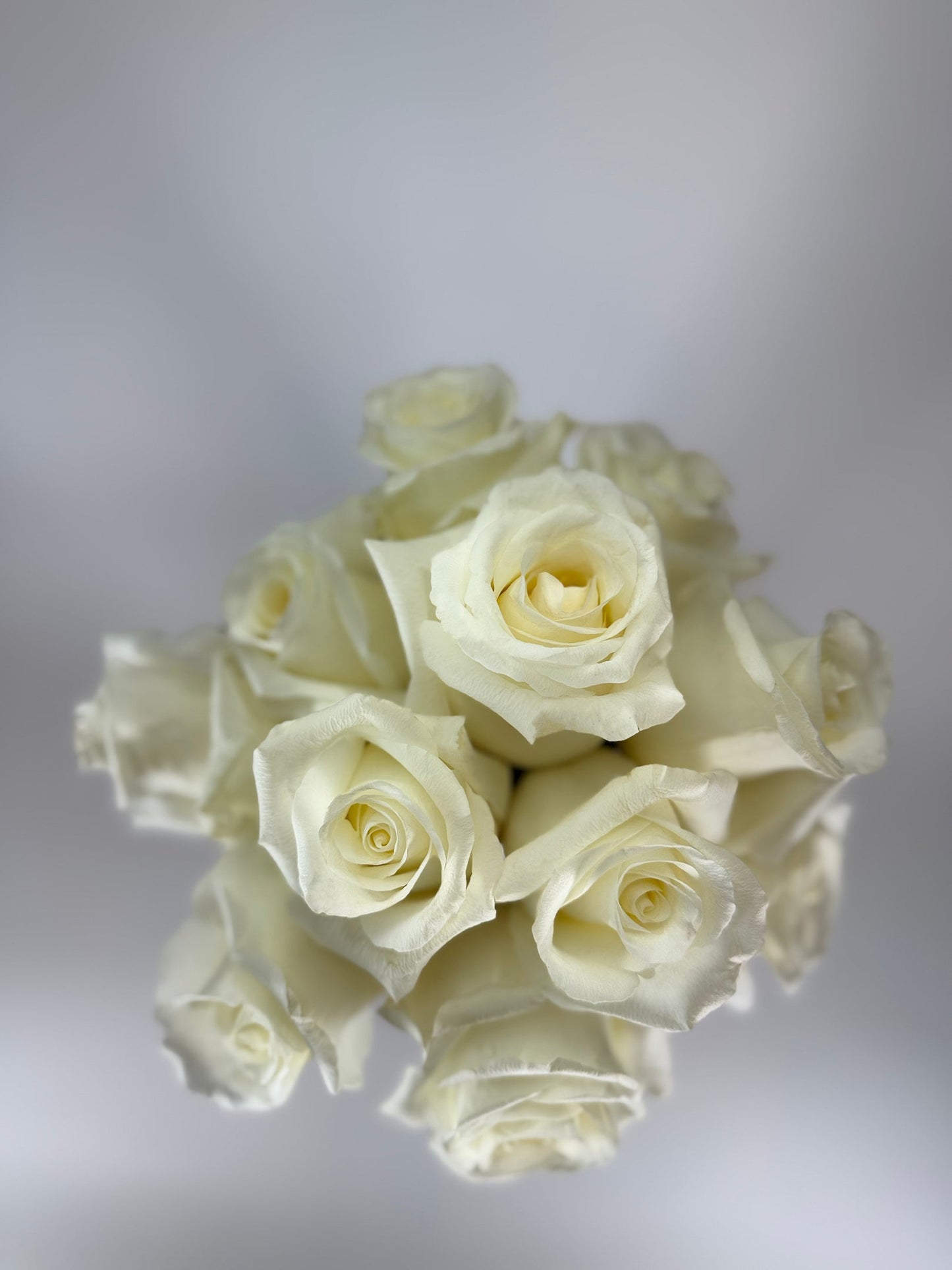 Blizzard White Rose