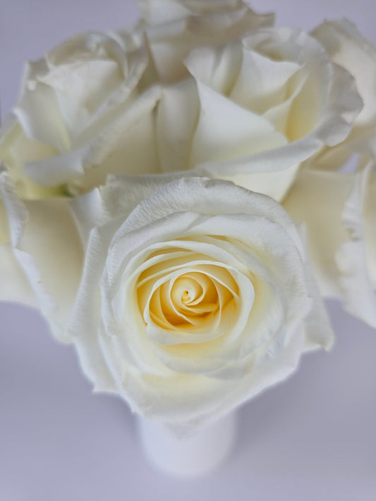 Blizzard White Rose