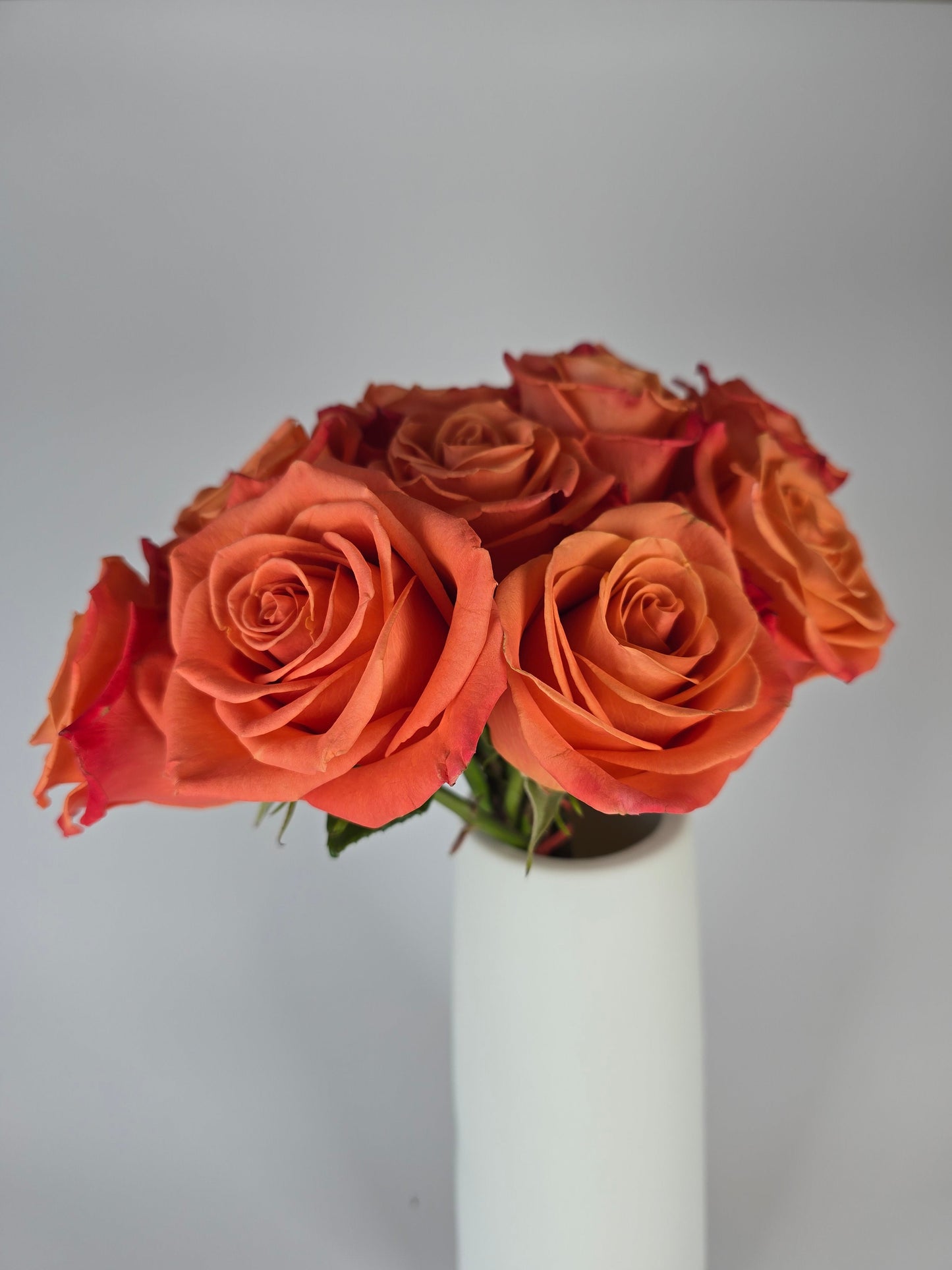 Orange Crush Rose