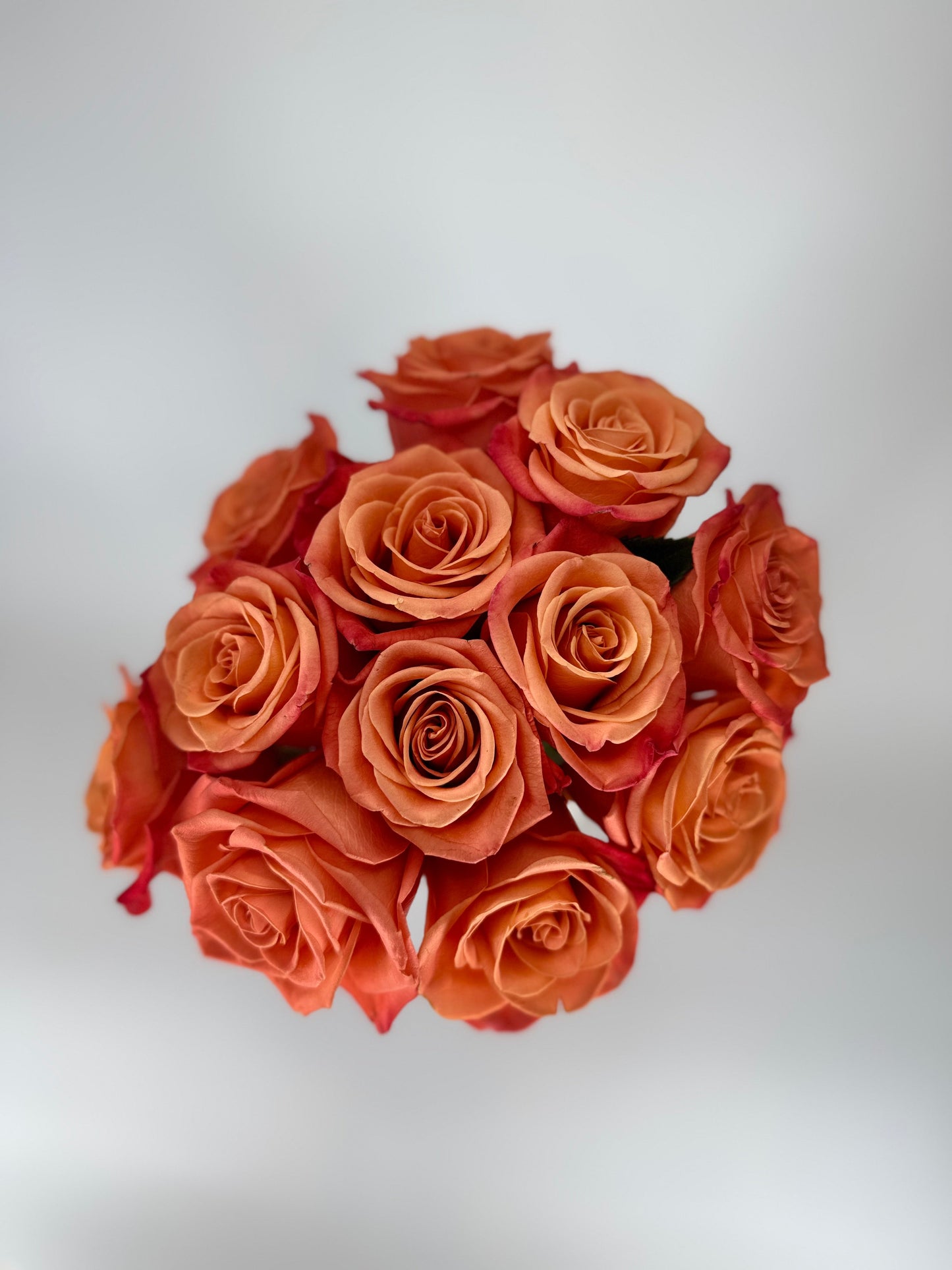 Orange Crush Rose