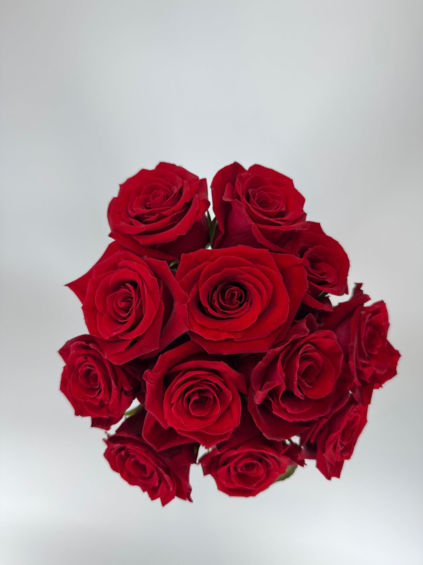 Fortune Red Rose