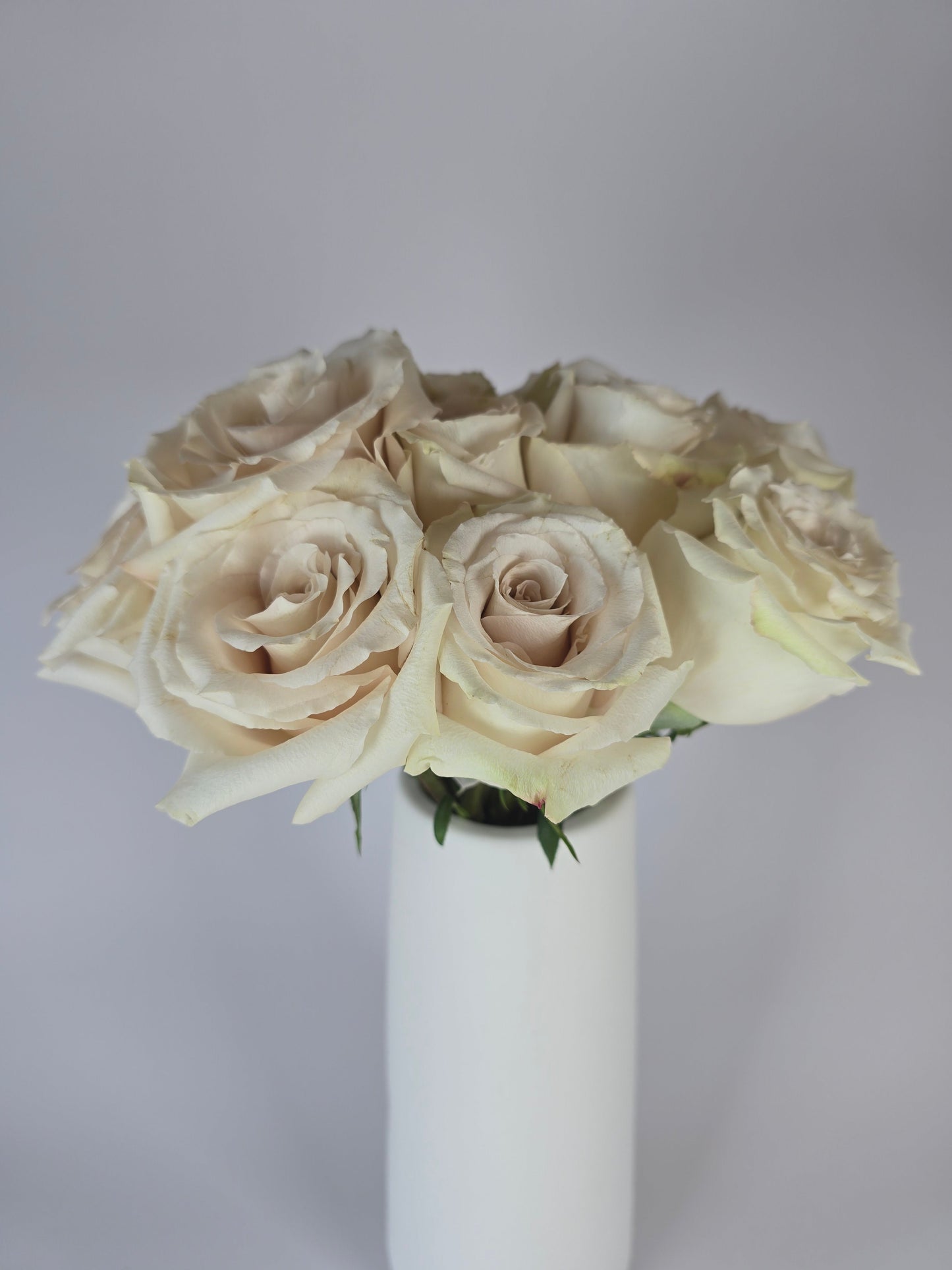 Quicksand Cream Rose