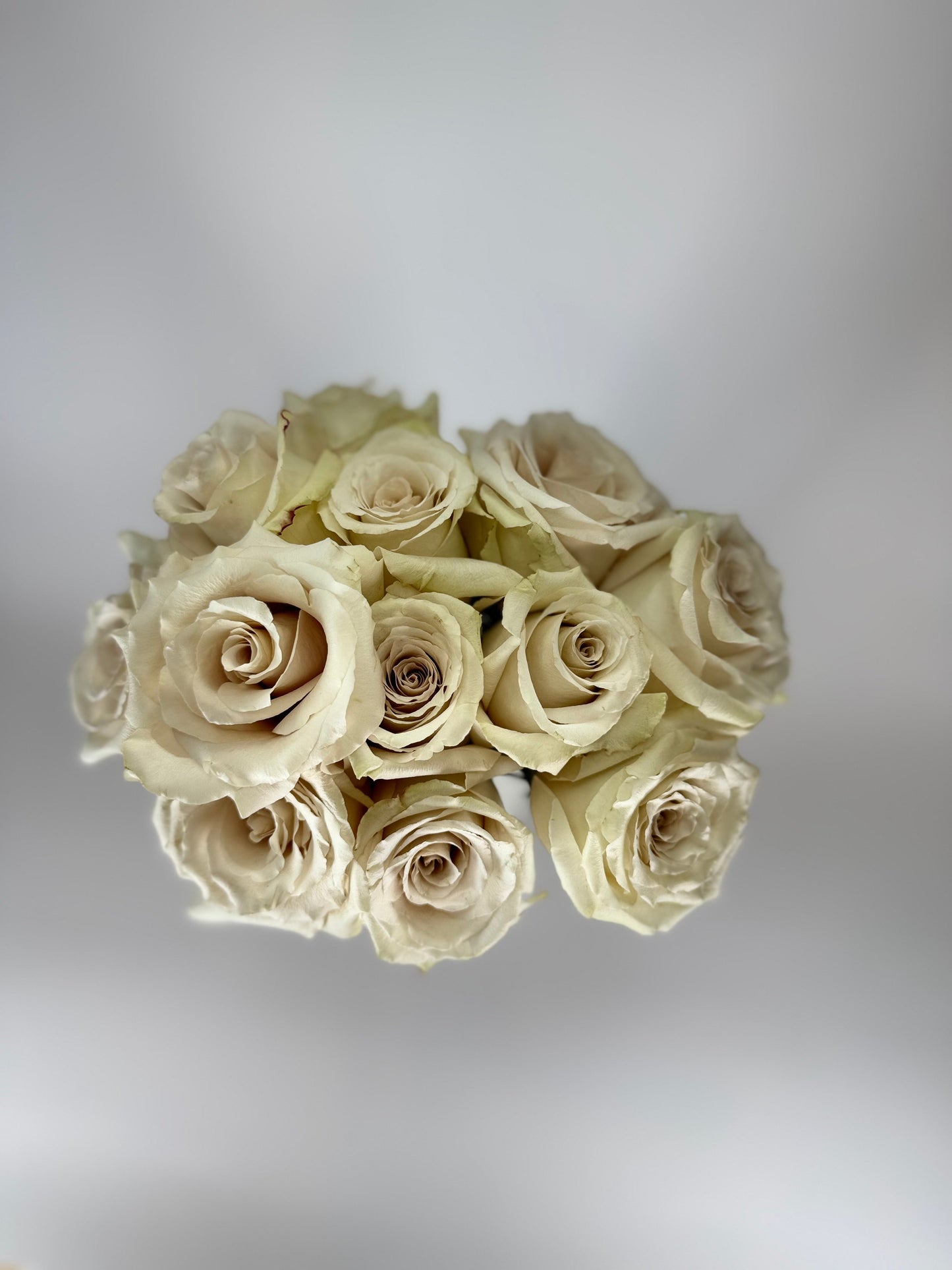 Quicksand Cream Rose