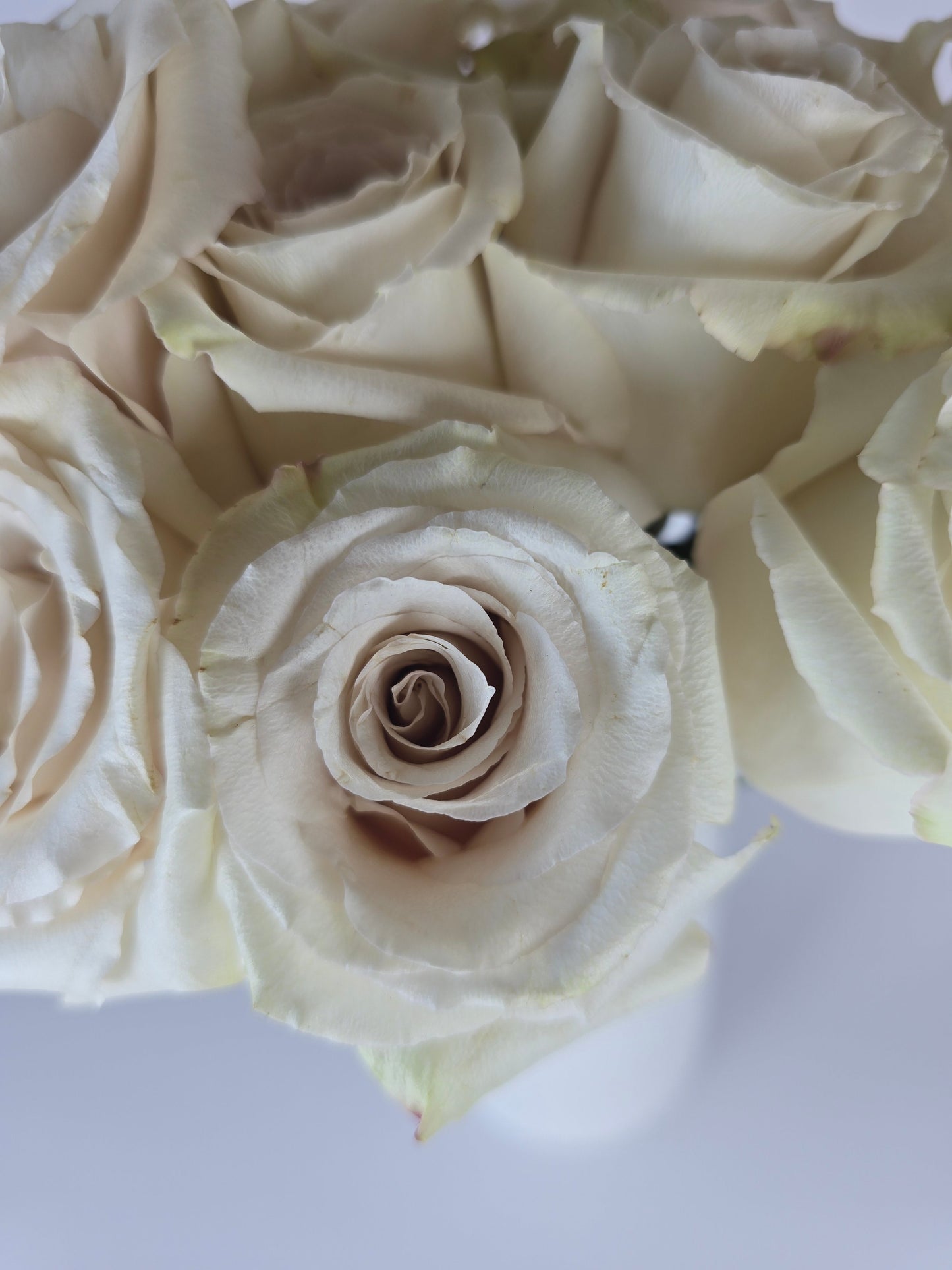 Quicksand Cream Rose