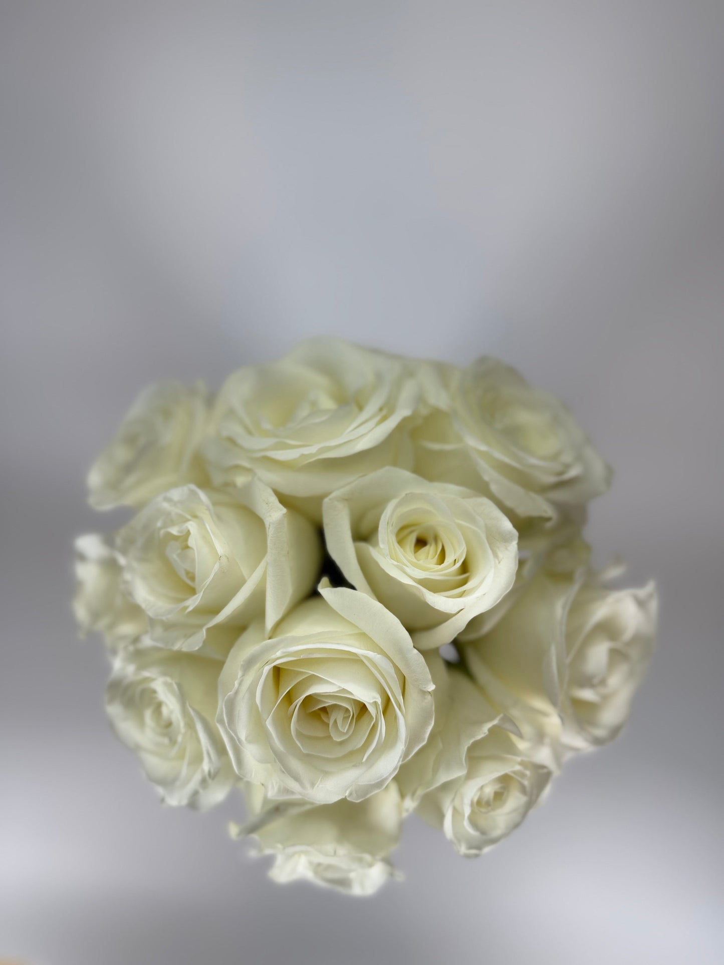 Tibet White Rose