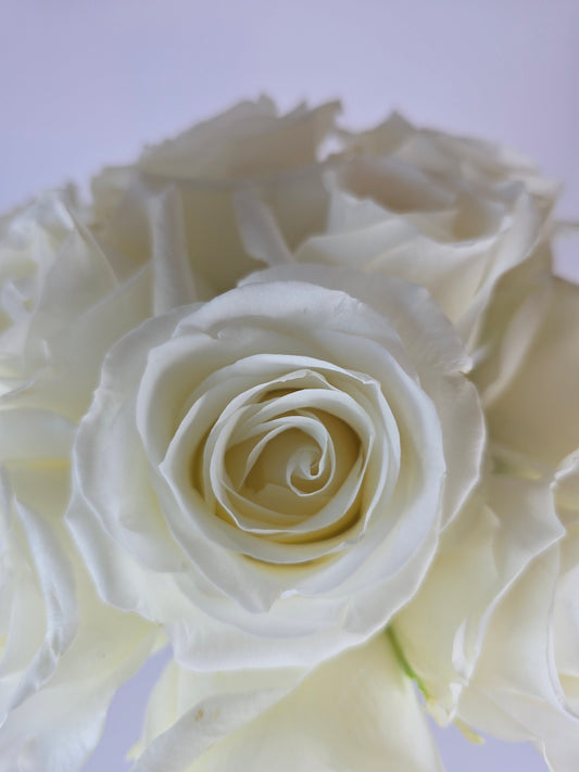 Tibet White Rose