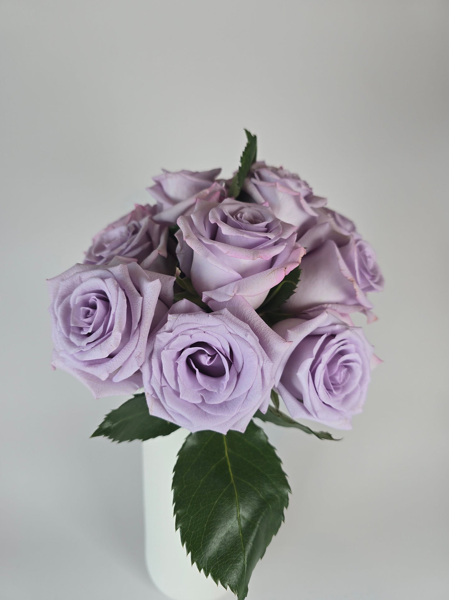 Ocean Song Lavender Rose