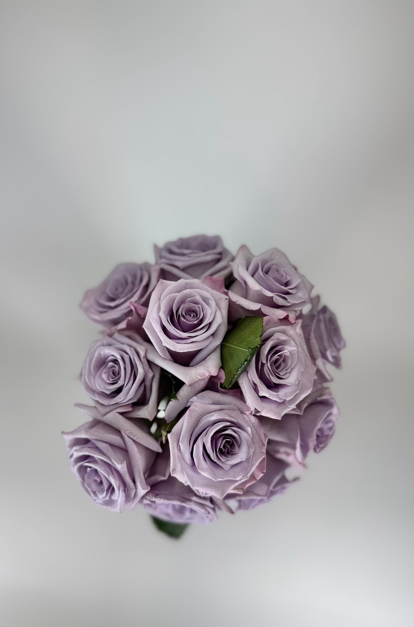 Ocean Song Lavender Rose