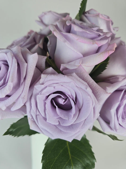 Ocean Song Lavender Rose