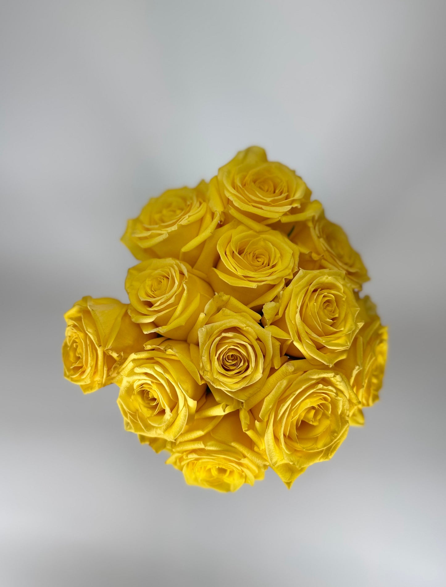 Super Sun Yellow Rose