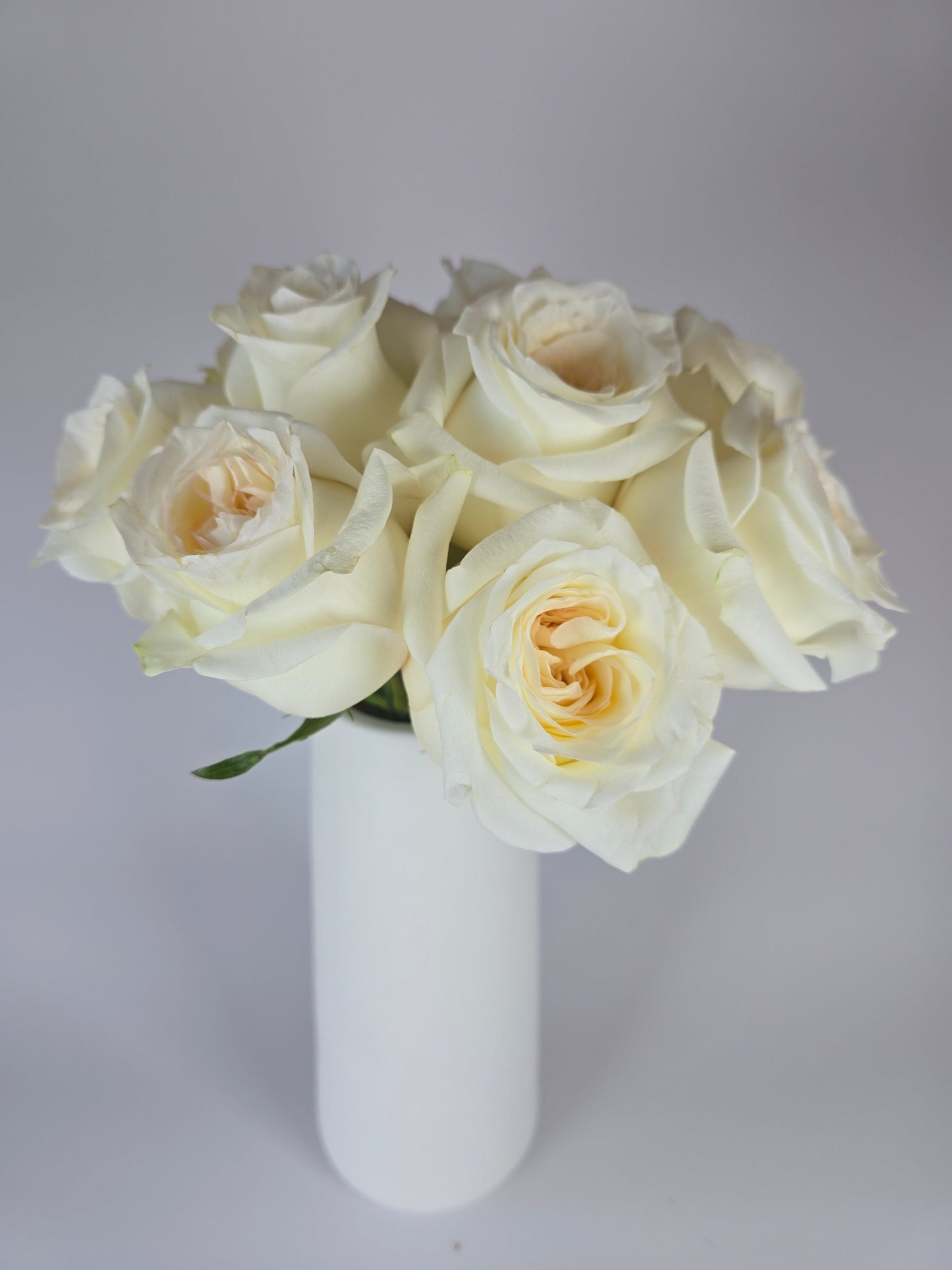 Candlelight Cream Garden Rose