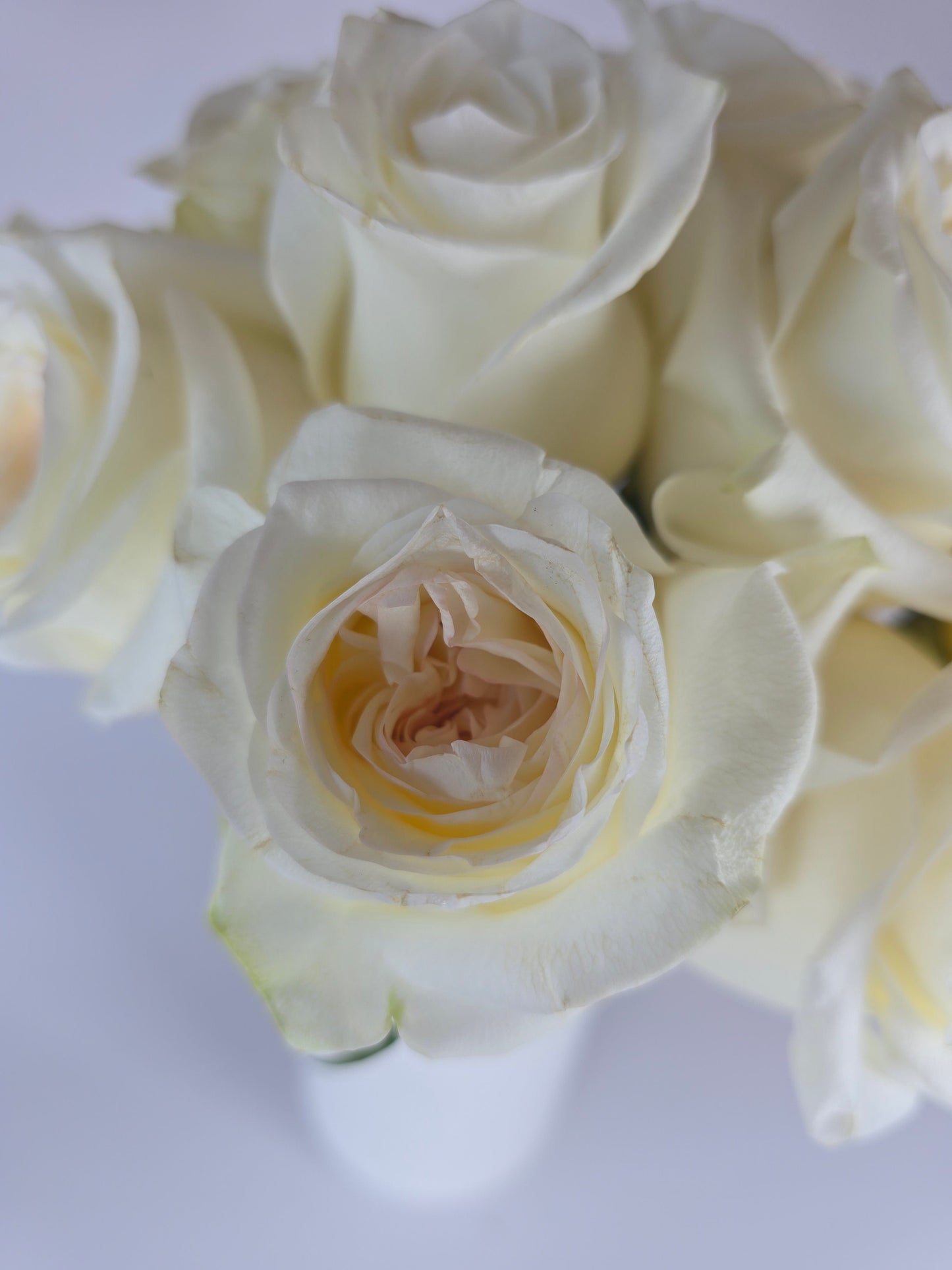 Candlelight Cream Garden Rose