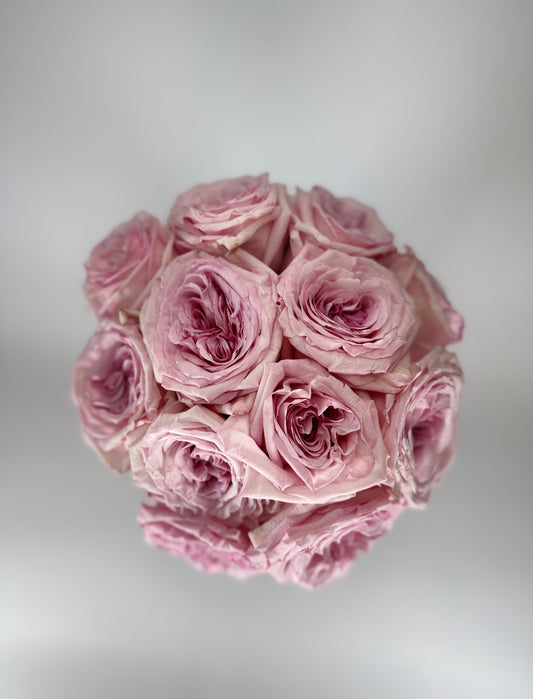 Pink Ohara Garden Rose