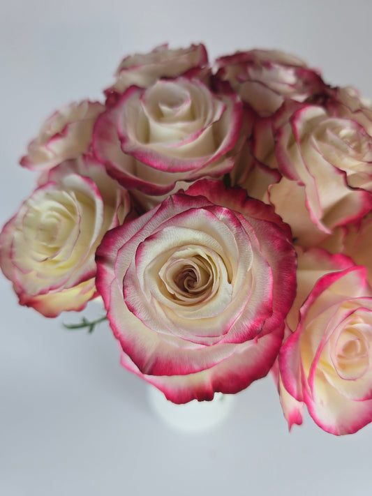 Sweetness White and Pink Rose