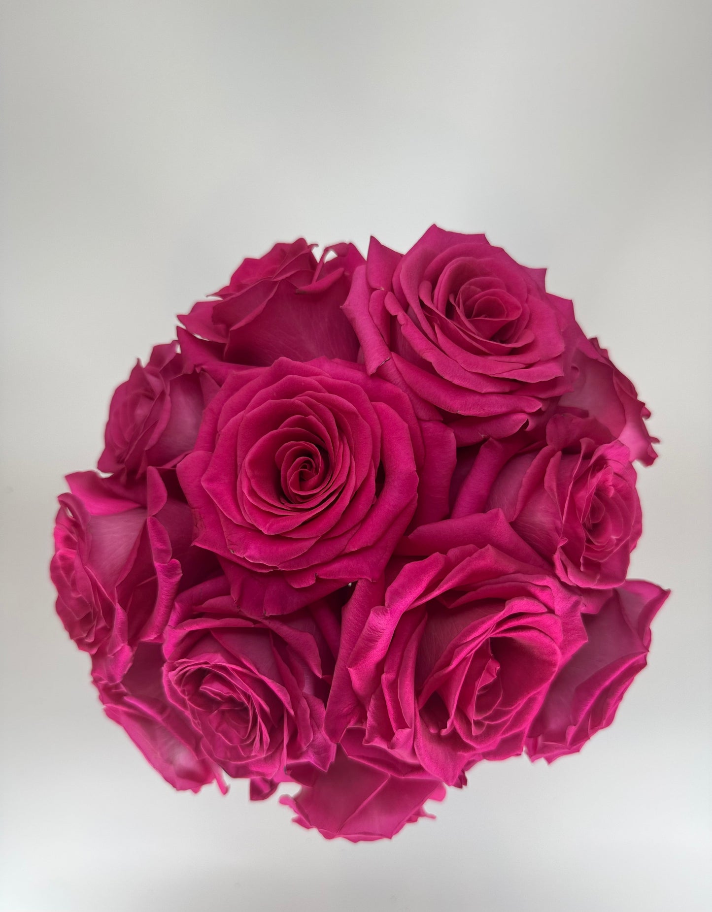 Pink Floyd Hot Pink Rose