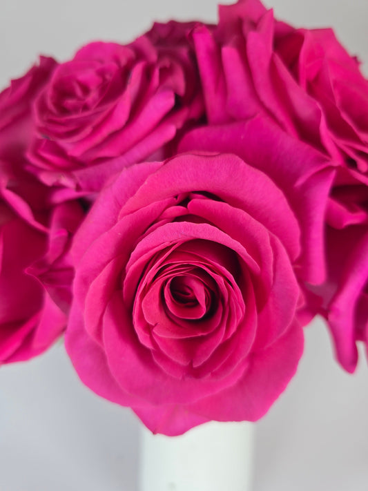 Pink Floyd Hot Pink Rose