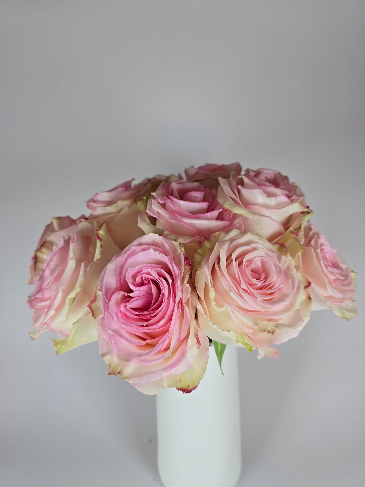 Esperance Light Pink Rose