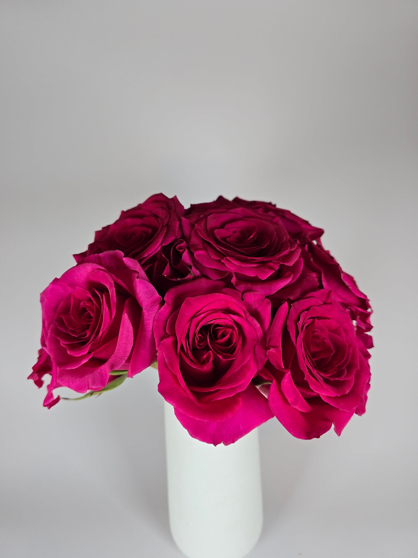 Queenberry Hot Pink Rose