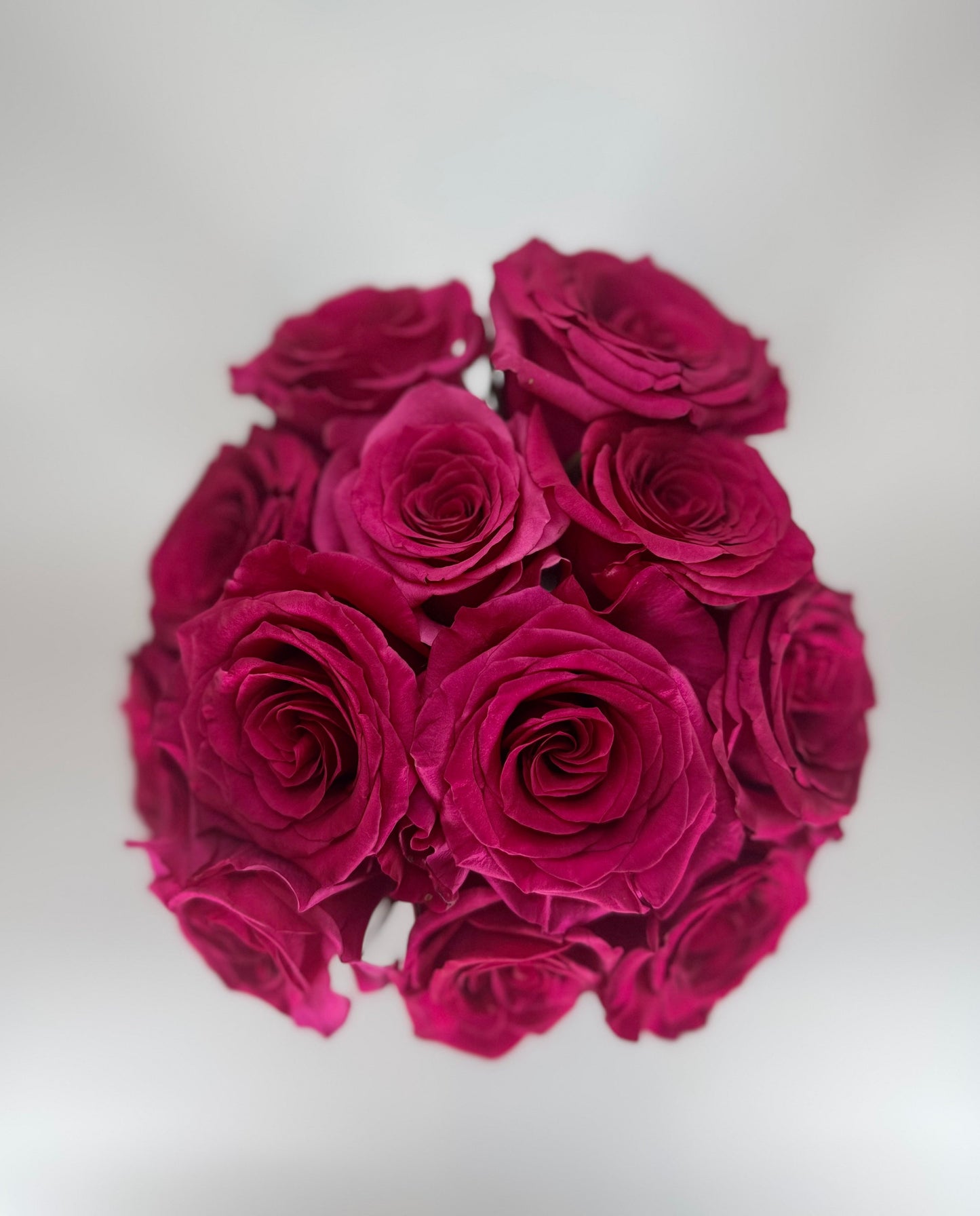 Queenberry Hot Pink Rose