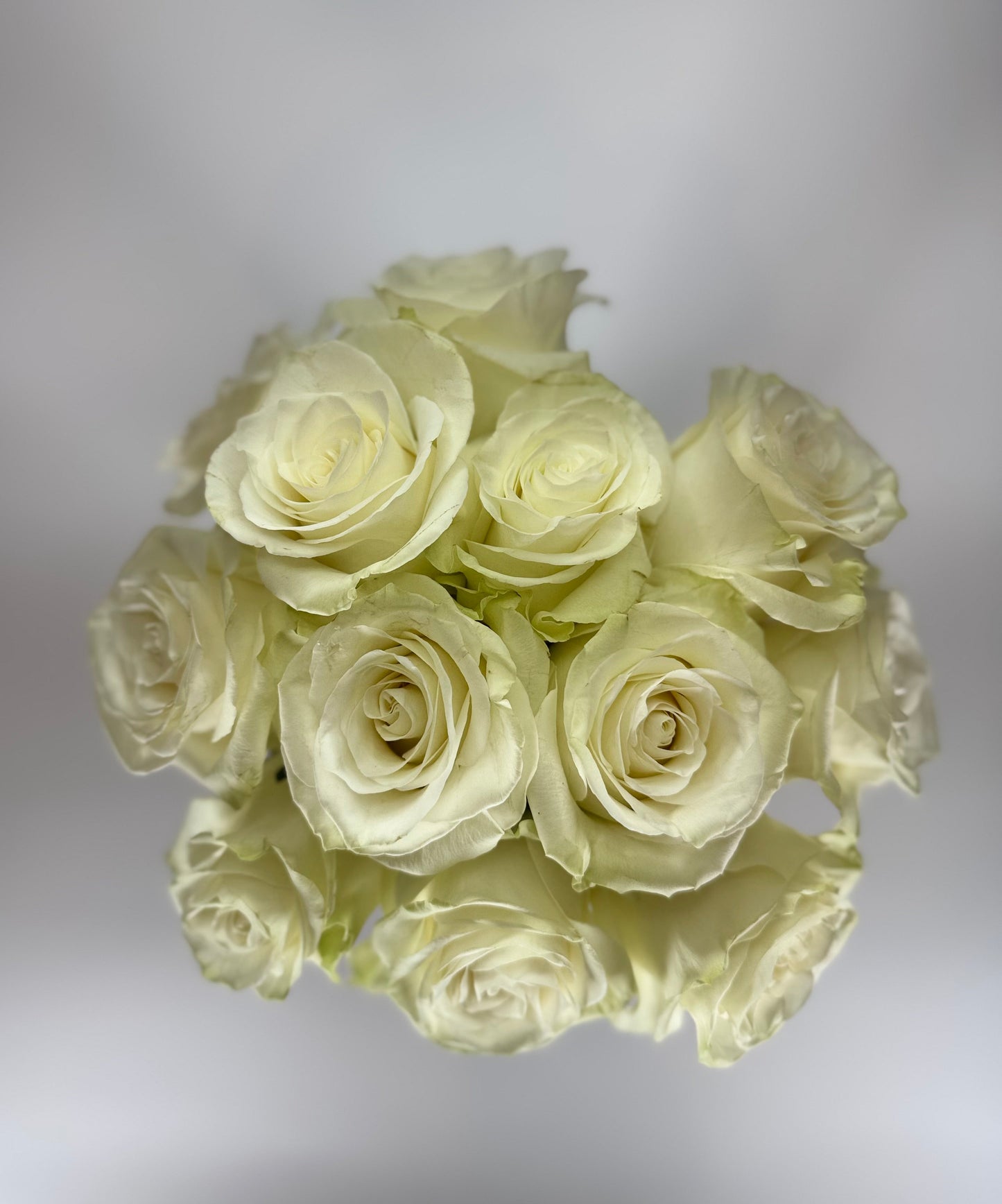 Mondial White Rose