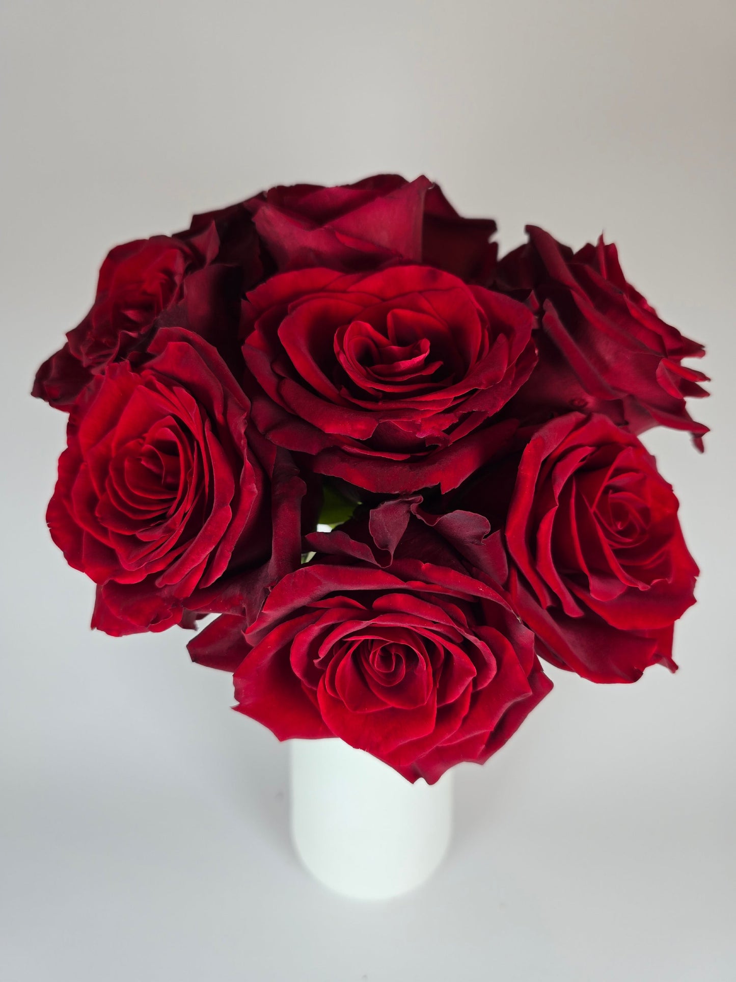 Explorer Red Rose