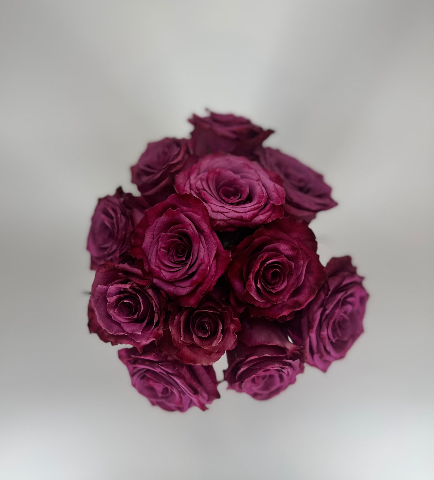 Blueberry Purple Rose