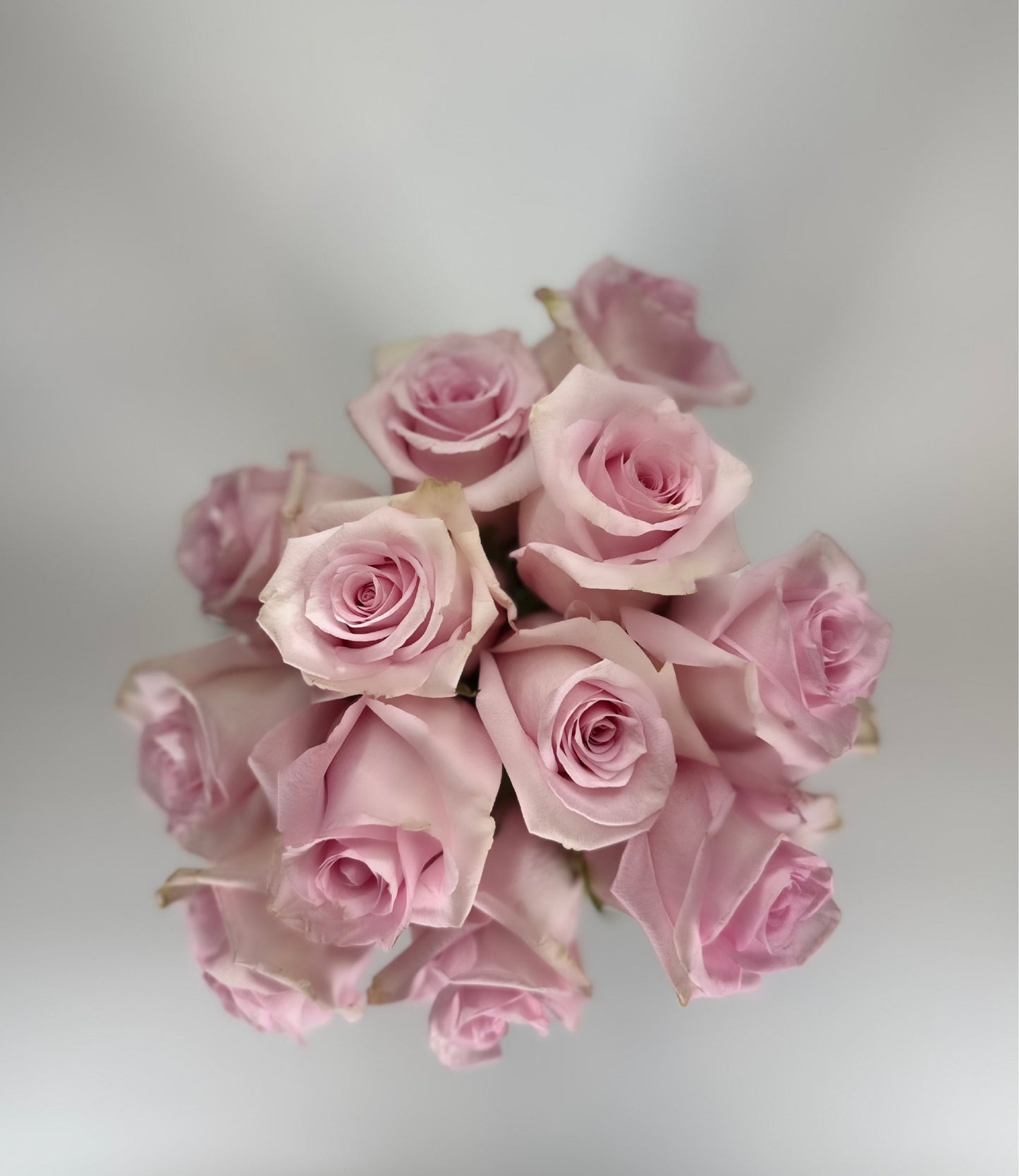 Jessika Light Pink Rose