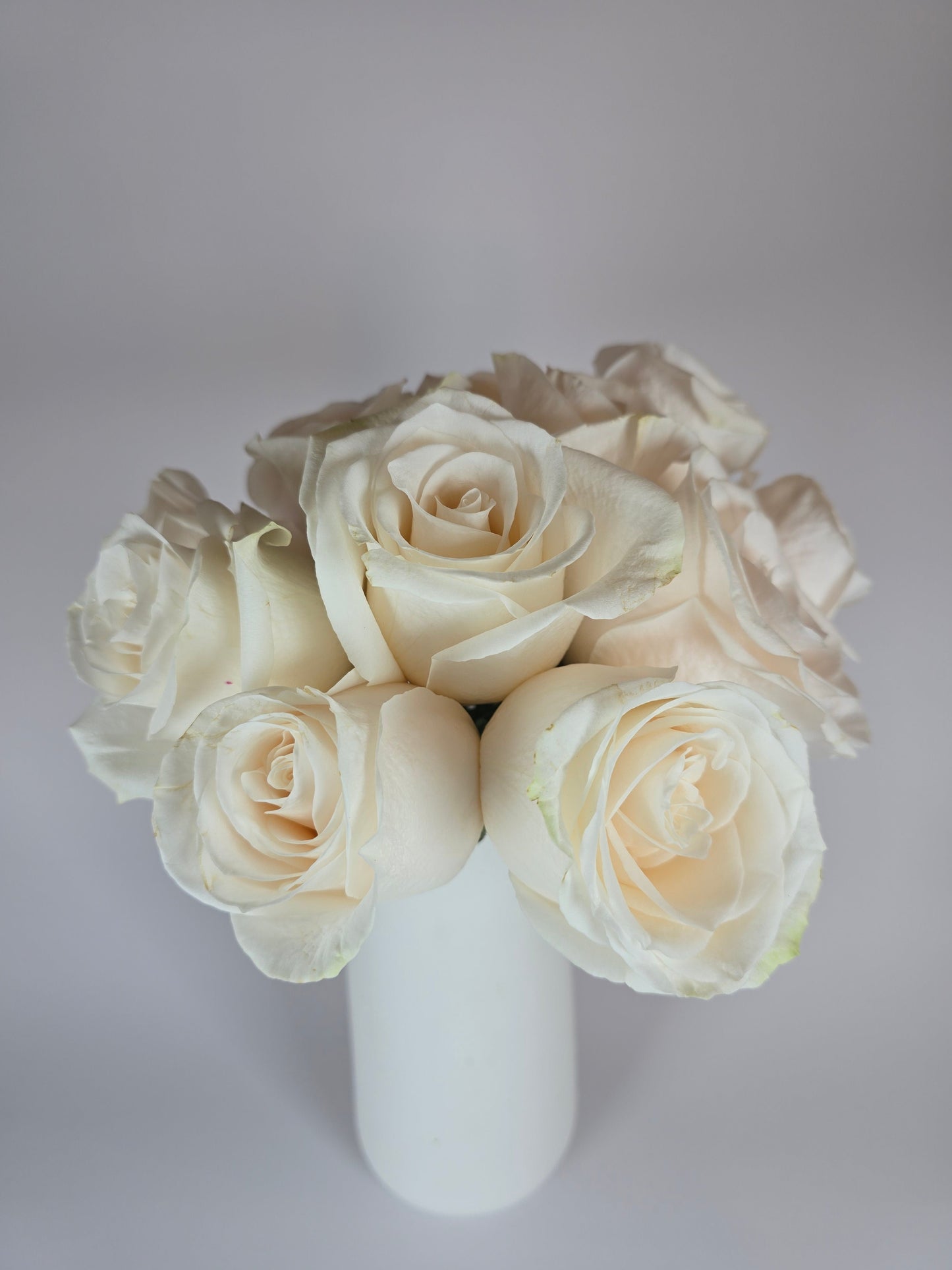 Vendela Cream Rose