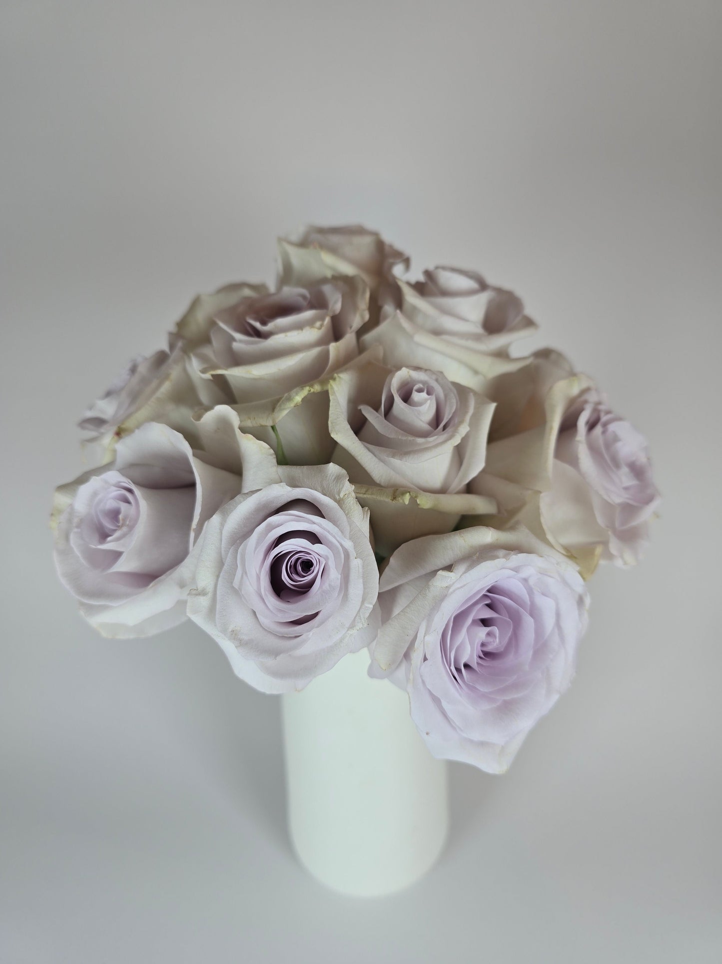 Andrea Lavender Rose