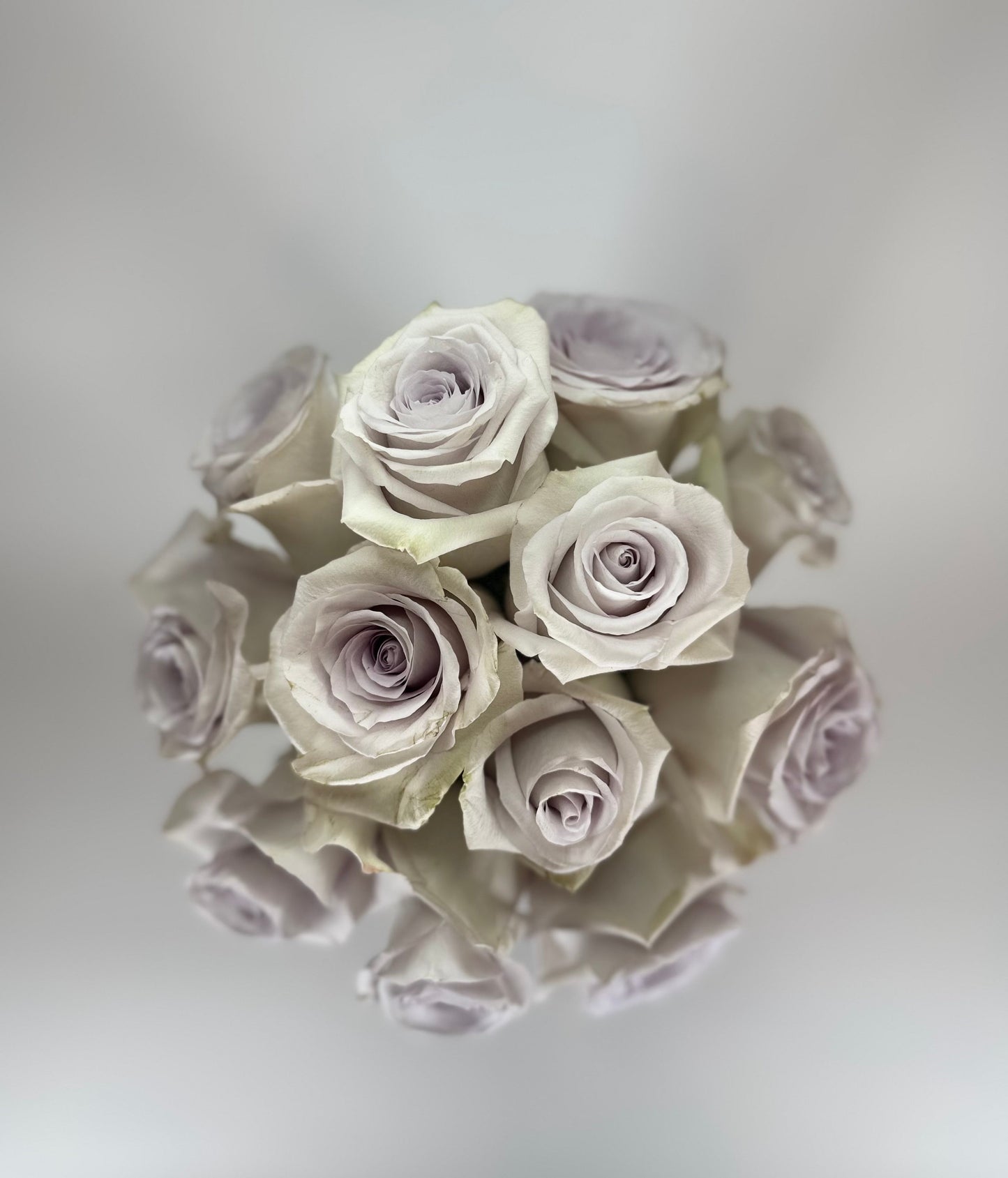 Andrea Lavender Rose