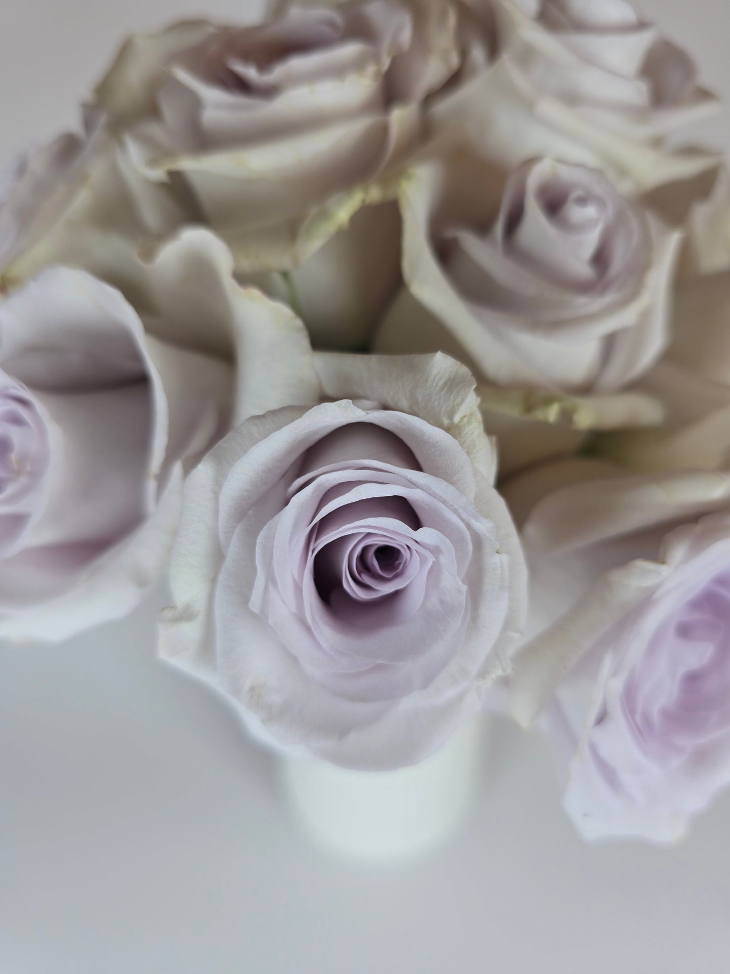 Andrea Lavender Rose