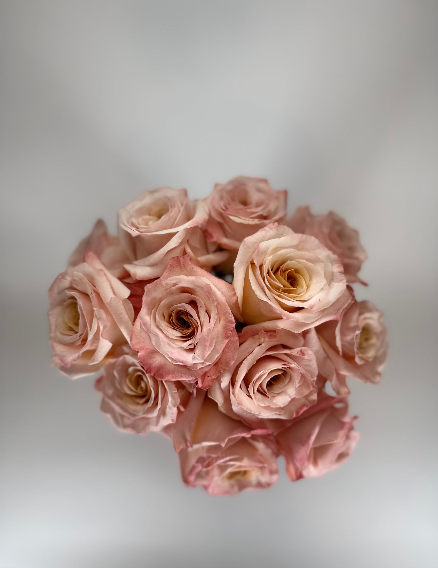 Shimmer Peach Rose