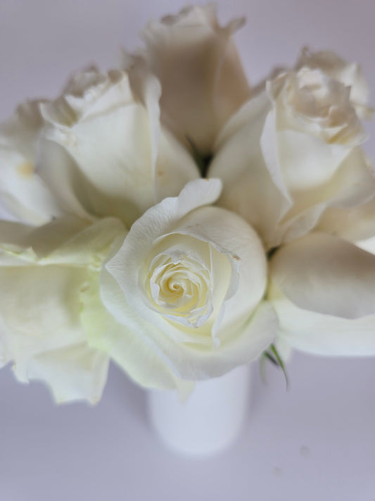 Proud White Rose