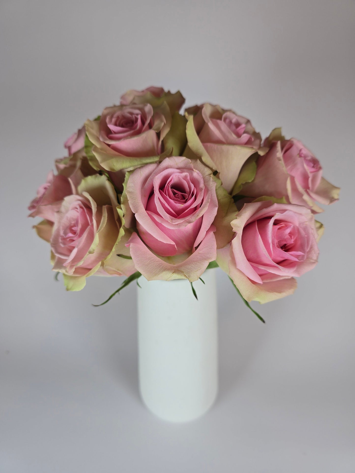 Aerobic Light Pink Rose