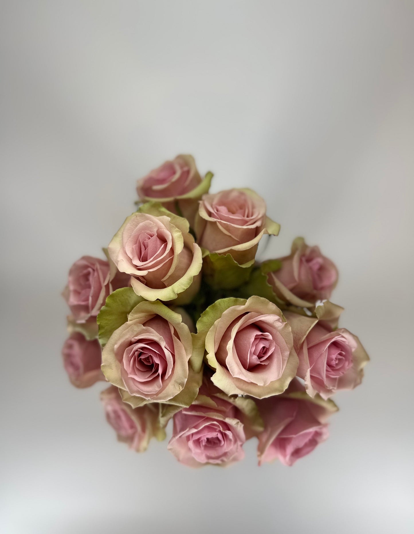 Aerobic Light Pink Rose