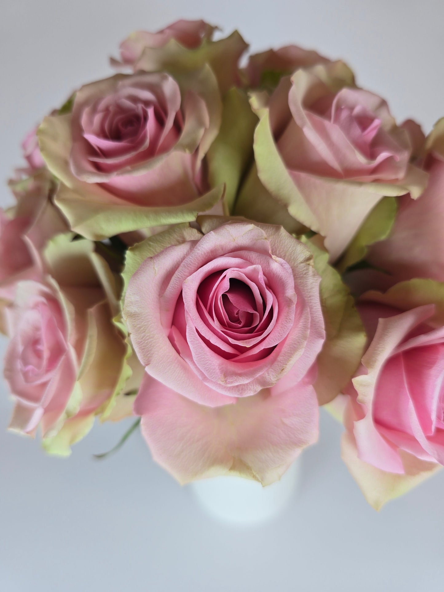 Aerobic Light Pink Rose