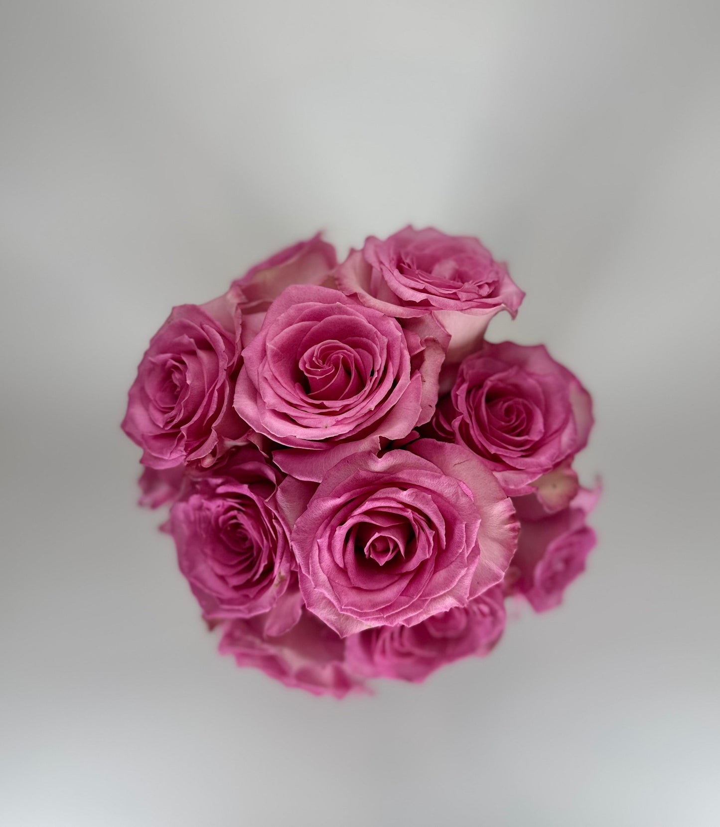 Sweet Unique Pink Rose