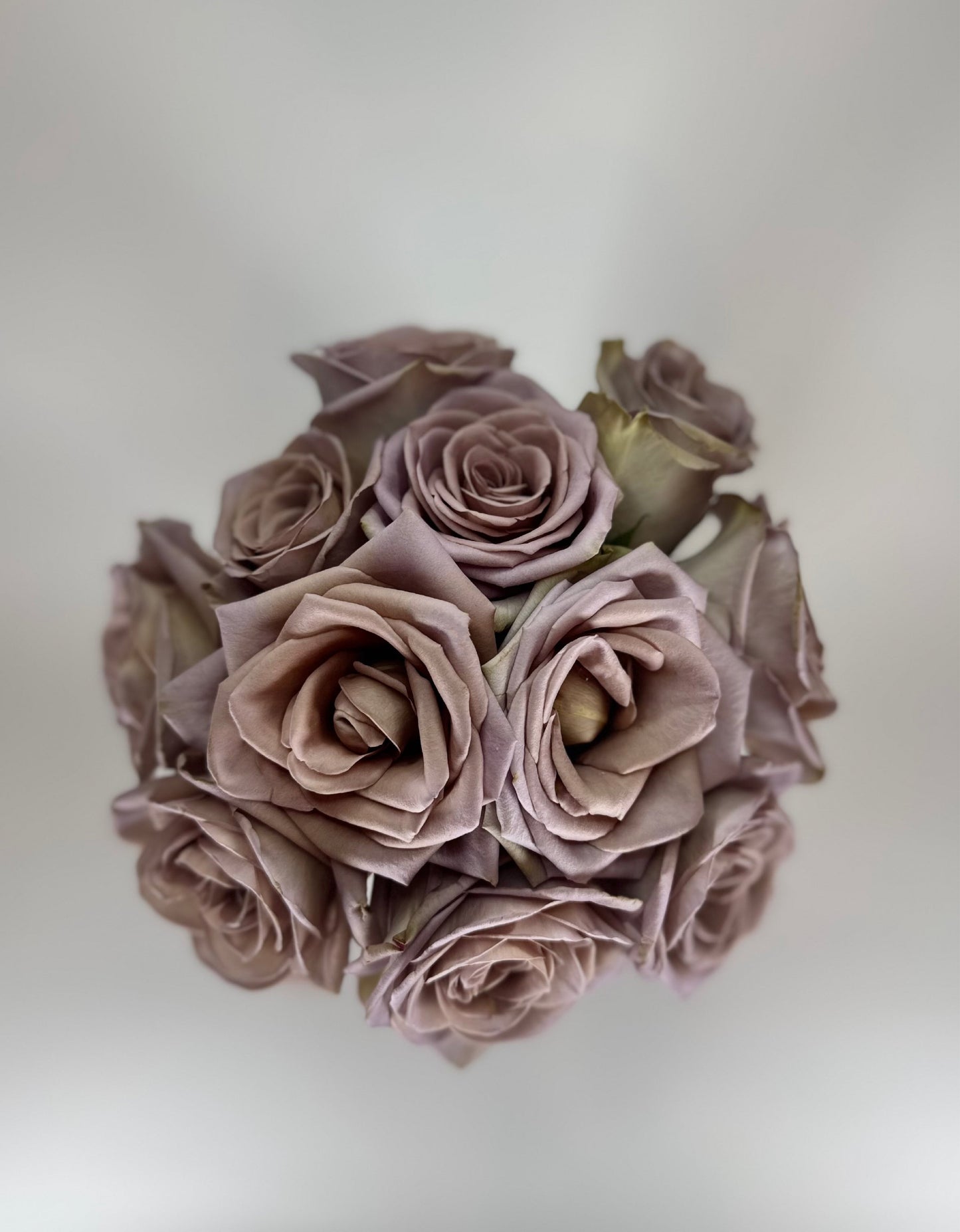 Amnesia Lavender Rose