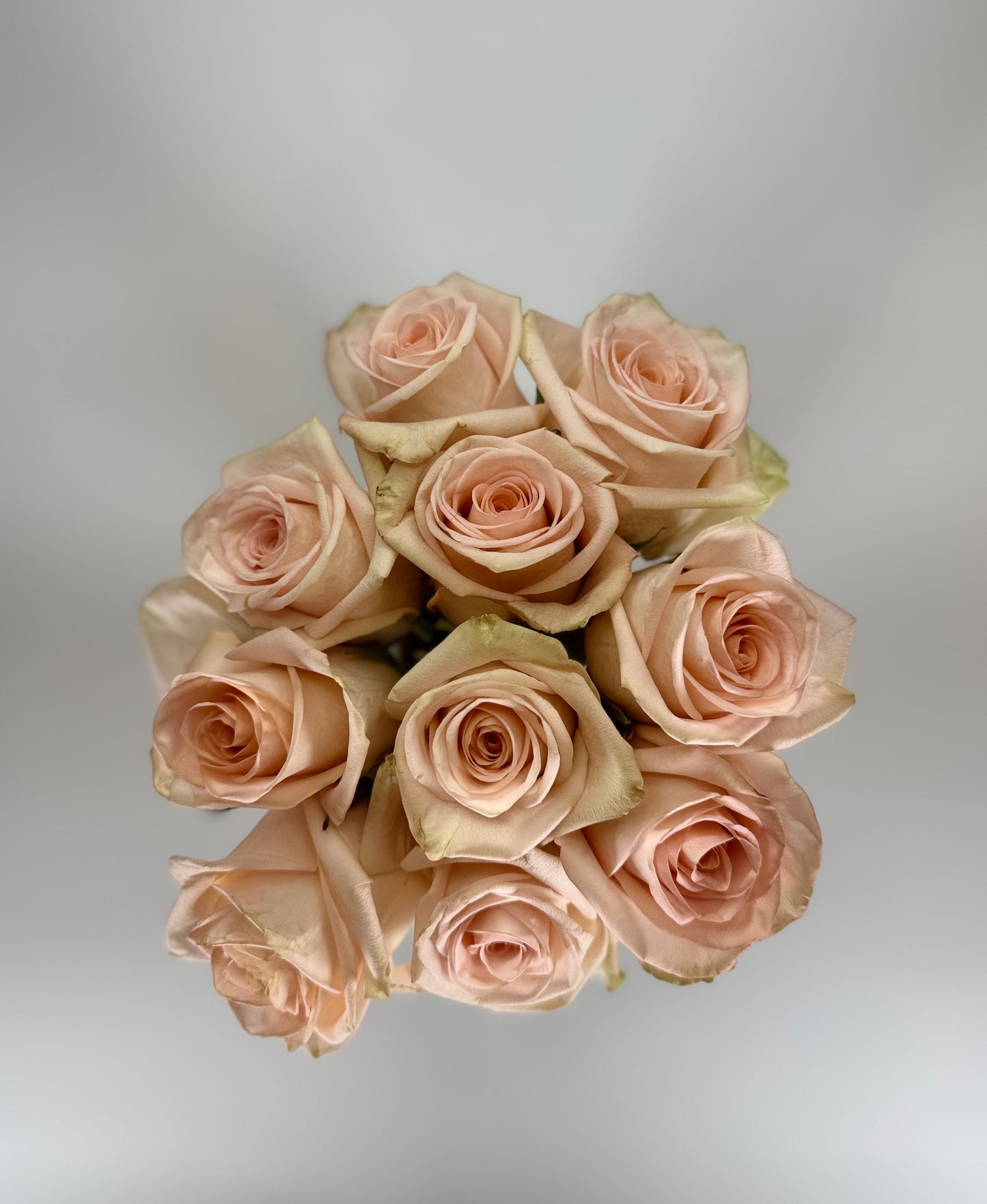 Tiffany Peach Rose