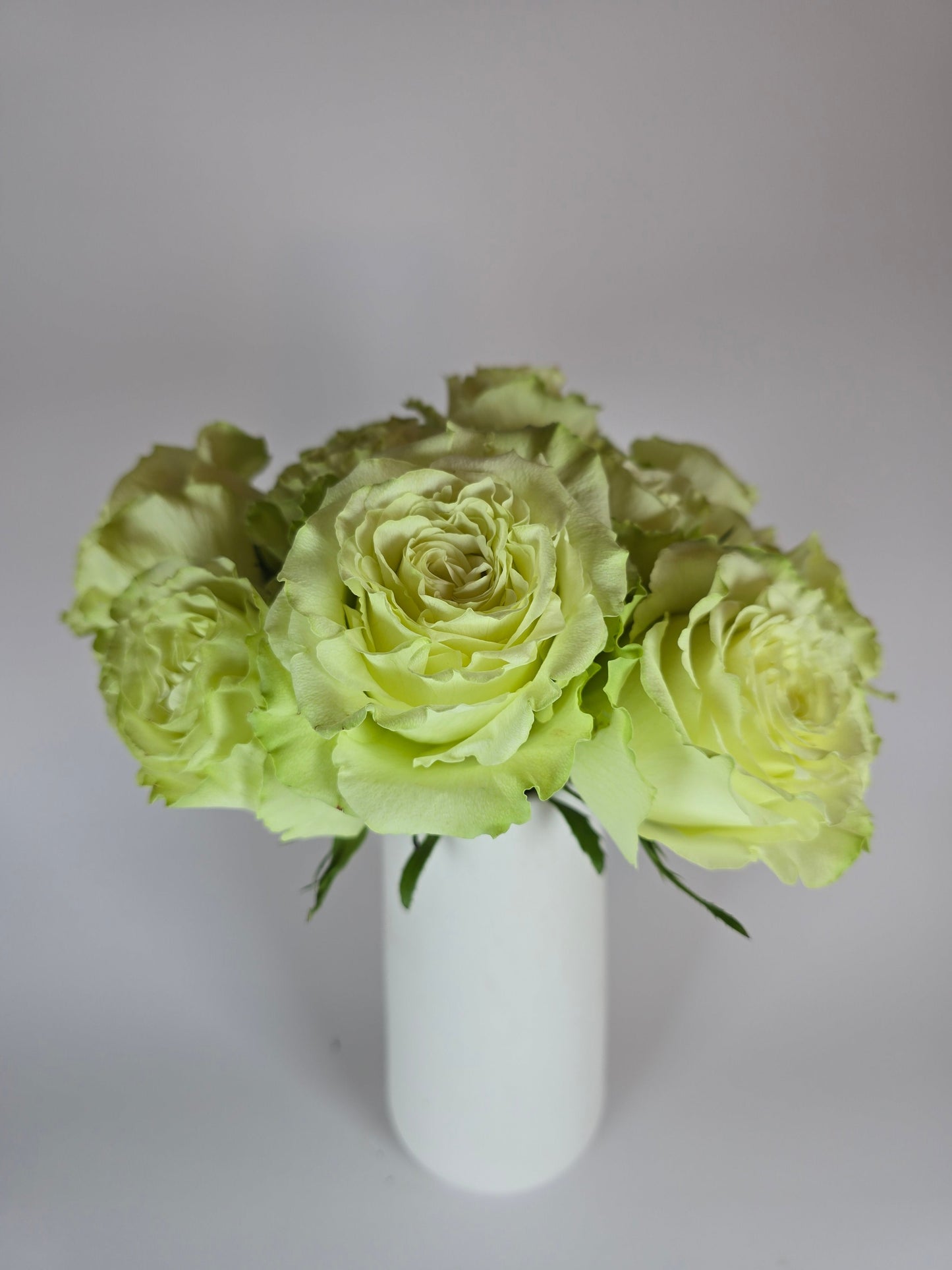 Lemonade Green Garden Rose