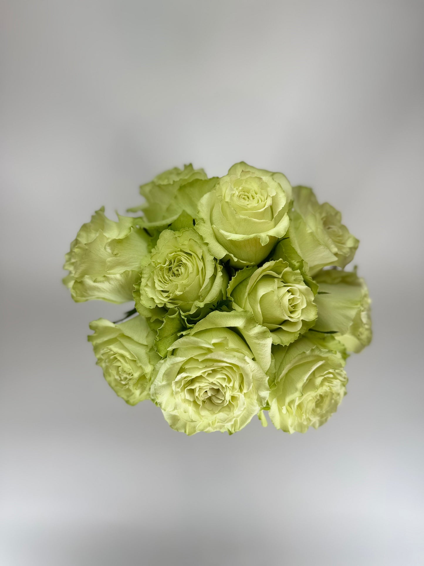 Lemonade Green Garden Rose