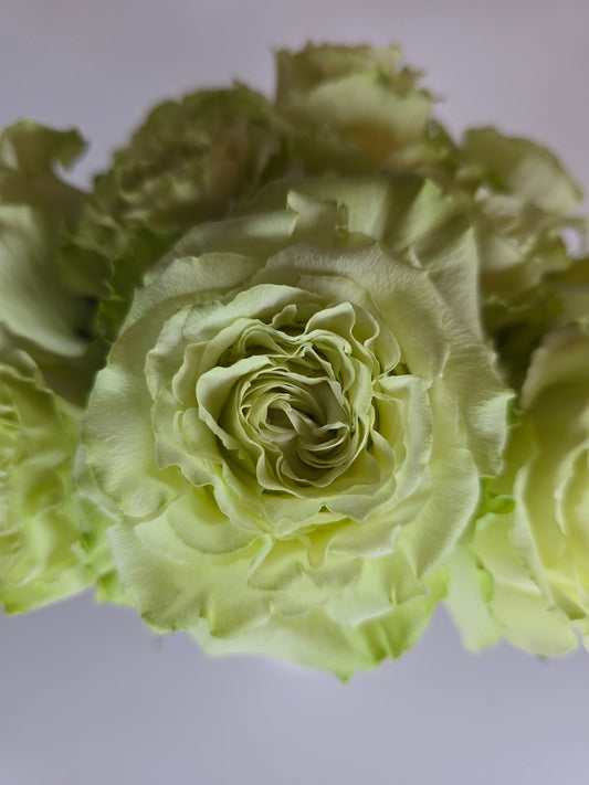 Lemonade Green Garden Rose