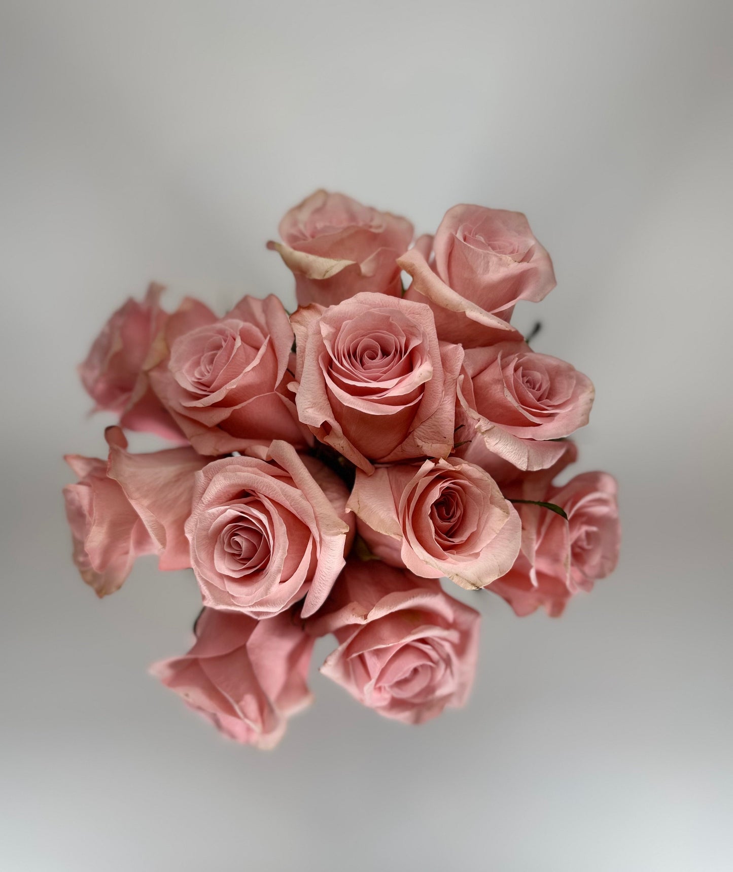 Be Sweet Light Pink Rose