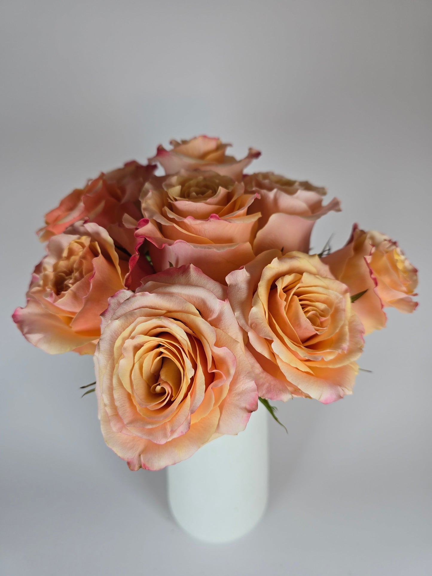 Carpe Diem Peach Rose