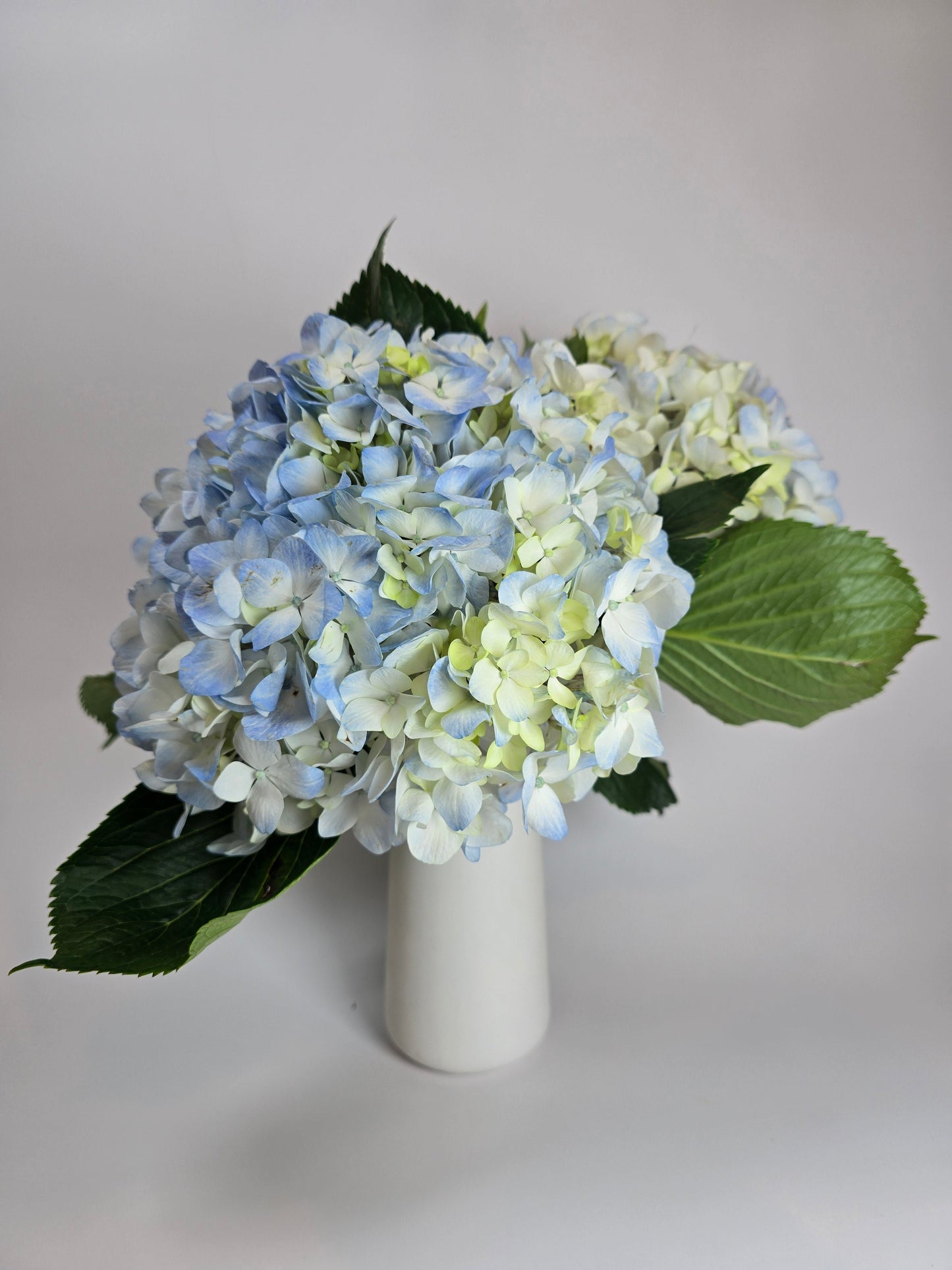 Bicolor White and Blue Hydrangea